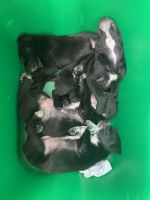 Austrailian Blue Heeler Puppies for sale in Cedar Park, TX, USA. price: NA
