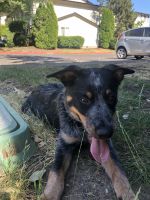 Austrailian Blue Heeler Puppies for sale in OR-213, Portland, OR, USA. price: NA