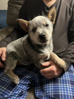 Austrailian Blue Heeler Puppies for sale in Indian Hills, CO, USA. price: NA