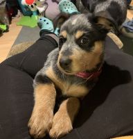 Austrailian Blue Heeler Puppies for sale in Backus, MN 56435, USA. price: NA