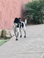 Austrailian Blue Heeler Puppies for sale in Yuma, AZ 85364, USA. price: NA