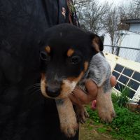 Austrailian Blue Heeler Puppies for sale in Magee, MS, USA. price: NA
