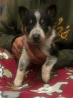 Austrailian Blue Heeler Puppies for sale in Bock, MN, USA. price: NA