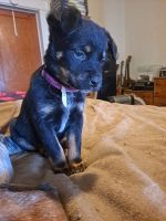 Austrailian Blue Heeler Puppies for sale in Selma, IN 47383, USA. price: NA