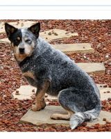 Austrailian Blue Heeler Puppies for sale in San Jose, CA 95127, USA. price: NA