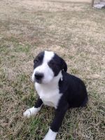 Austrailian Blue Heeler Puppies for sale in Lott, TX 76656, USA. price: NA