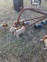 Austrailian Blue Heeler Puppies for sale in Pearcy, AR, USA. price: NA