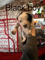 Austrailian Blue Heeler Puppies for sale in Alvordton, OH 43501, USA. price: NA