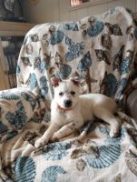 Austrailian Blue Heeler Puppies for sale in Cambridge, OH 43725, USA. price: NA
