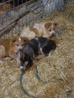 Austrailian Blue Heeler Puppies for sale in Wakarusa, IN, USA. price: NA