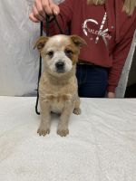 Austrailian Blue Heeler Puppies for sale in Indianapolis, IN, USA. price: NA