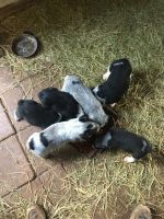 Austrailian Blue Heeler Puppies for sale in Purcell, OK, USA. price: NA