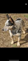 Austrailian Blue Heeler Puppies for sale in Groveport, OH, USA. price: NA
