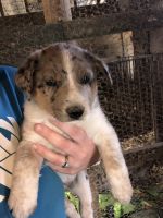 Austrailian Blue Heeler Puppies for sale in Mexico, MO 65265, USA. price: NA