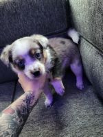 Austrailian Blue Heeler Puppies for sale in Fort Worth, TX, USA. price: NA