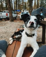Austrailian Blue Heeler Puppies for sale in Newberg, OR 97132, USA. price: NA