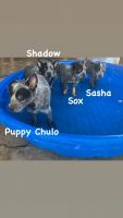 Austrailian Blue Heeler Puppies for sale in Coachella, CA, USA. price: NA