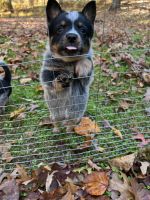 Austrailian Blue Heeler Puppies for sale in Fairview, TN 37062, USA. price: NA