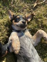 Austrailian Blue Heeler Puppies for sale in St Louis County, MO, USA. price: NA