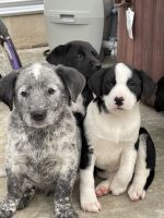 Austrailian Blue Heeler Puppies for sale in Chehalis, WA 98532, USA. price: NA