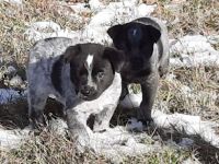 Austrailian Blue Heeler Puppies for sale in Post Falls, ID 83854, USA. price: NA
