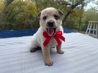 Austrailian Blue Heeler Puppies for sale in Tyler, TX, USA. price: NA