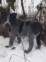 Austrailian Blue Heeler Puppies for sale in Post Falls, ID 83854, USA. price: NA