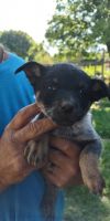 Austrailian Blue Heeler Puppies for sale in BAITING HOLLO, NY 11933, USA. price: $500