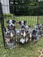 Austrailian Blue Heeler Puppies for sale in Skandia, MI 49885, USA. price: $450