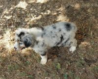 Austrailian Blue Heeler Puppies for sale in Pottsboro, TX, USA. price: $75,091