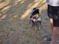 Austrailian Blue Heeler Puppies for sale in Cleburne, TX, USA. price: $50