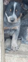 Austrailian Blue Heeler Puppies for sale in Riverside, California. price: $250