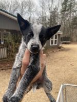 Austrailian Blue Heeler Puppies for sale in Pauline, South Carolina. price: $150