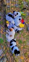 Austrailian Blue Heeler Puppies for sale in Branford, Florida. price: $750