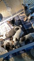 Austrailian Blue Heeler Puppies for sale in Bertha, Minnesota. price: $250