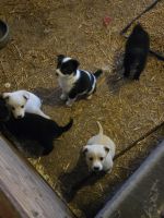 Austrailian Blue Heeler Puppies for sale in Colton, South Dakota. price: $100