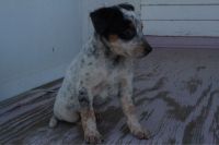Austrailian Blue Heeler Puppies for sale in Canton, OH, USA. price: NA