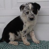 Austrailian Blue Heeler Puppies for sale in Canton, OH, USA. price: NA