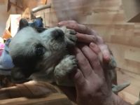 Austrailian Blue Heeler Puppies for sale in Carrollton, OH 44615, USA. price: NA