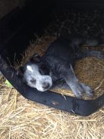 Austrailian Blue Heeler Puppies for sale in Dundee, MI 48131, USA. price: NA