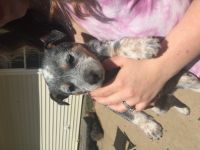 Austrailian Blue Heeler Puppies for sale in Campbellsville, KY 42718, USA. price: NA