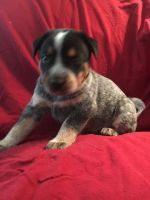Austrailian Blue Heeler Puppies for sale in Waller, TX 77484, USA. price: NA