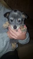 Austrailian Blue Heeler Puppies for sale in Grabill, IN 46741, USA. price: NA