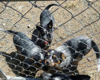 Austrailian Blue Heeler Puppies for sale in Soap Lake, WA 98851, USA. price: NA