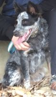 Austrailian Blue Heeler Puppies for sale in Wilmington, IL 60481, USA. price: NA