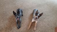 Austrailian Blue Heeler Puppies for sale in Boise, ID, USA. price: NA