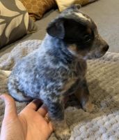 Austrailian Blue Heeler Puppies for sale in Indianapolis, IN, USA. price: NA