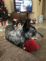 Austrailian Blue Heeler Puppies for sale in Baltimore, MD, USA. price: NA