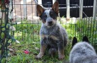Austrailian Blue Heeler Puppies for sale in Los Angeles, CA, USA. price: NA
