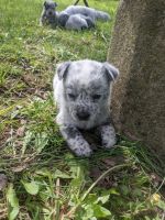 Austrailian Blue Heeler Puppies for sale in Piqua, OH 45356, USA. price: NA